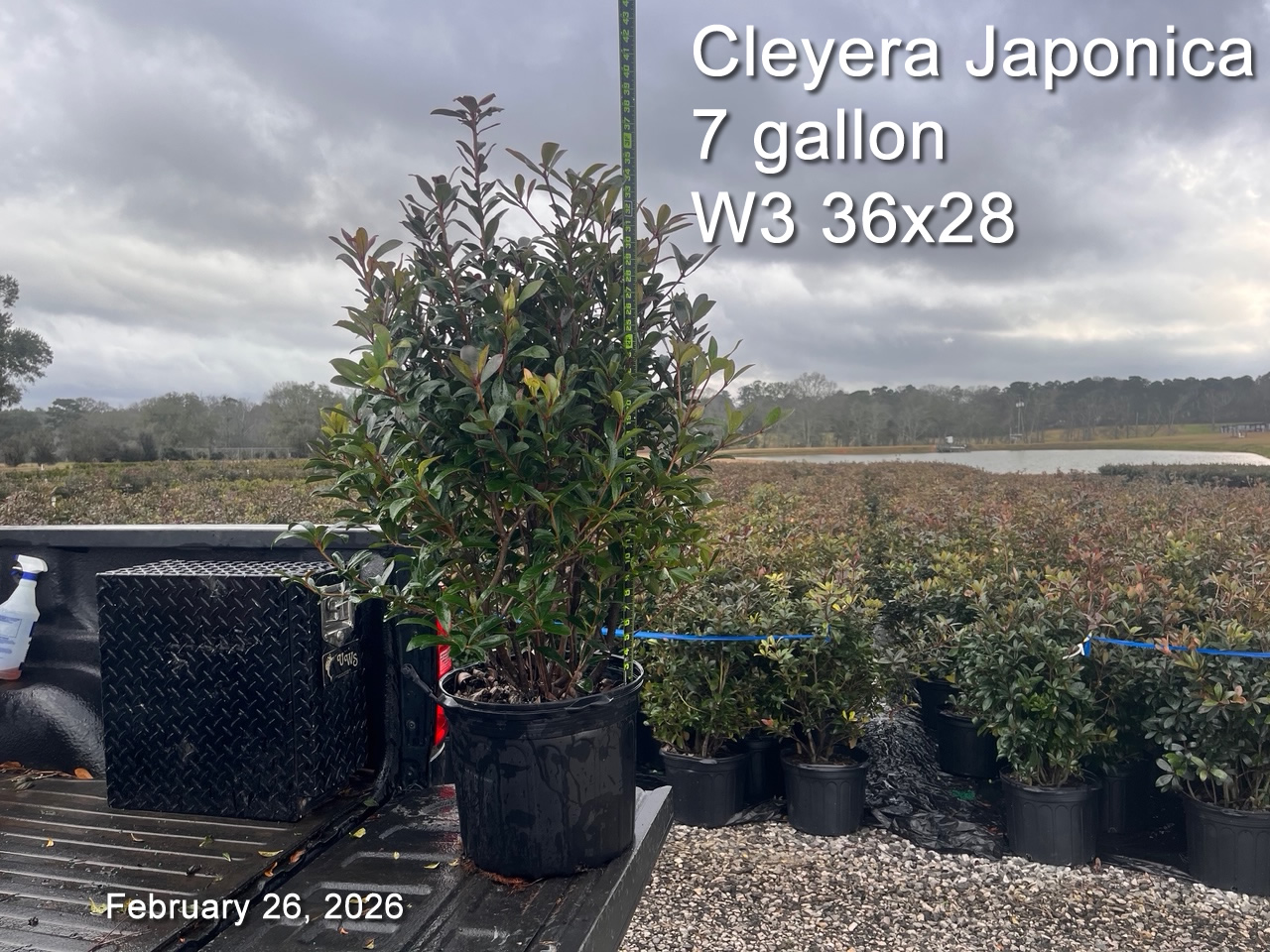 gallery/cley7 w3 feb26.jpg